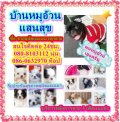 บ้านหมูอ้วนแสนสุข เปิดจองน้องซิวาวา + มินิ 3000 - 4500  สอบถามได้ค่ะ