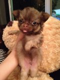 ขายค่ะ ชิวาวาสีช๊อคแทน เพศผู้หน้าสั้น หัวโต ขนยาว น่ารัก 