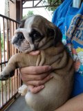 ลูกBulldog by Tommyfamily ตัวเมีย อายุ 2 เดือน พร้อมหาบ้านใหม่