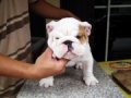 ขายลูก bulldog บูลด็อก