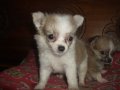 ขายน้องชิวาวา ขนยาว เพศผู้ อายุ 45 วัน   4500 บาทครับ  