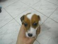 ลูก Jack Russell Terrier ตัวละ 5000 จร้า