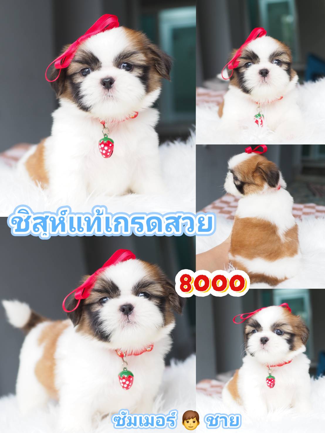 ก.กิ๊ฟซ่าชิสุ