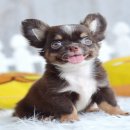 ★^-^*★ WWW.WOWWCHIHUAHUA.COM★^-^*★." "น้องทูน่า"ชิวาวาเพศผู้ขนยาว...