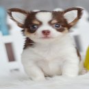 ★^-^*★ WWW.WOWWCHIHUAHUA.COM★^-^*★.น้องโอลีฟ ชิวาวาขนยาว สีขาวชอคโกแลต 11500