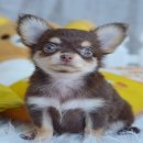 ★^-^*★ WWW.WOWWCHIHUAHUA.COM★^-^*★.""น้องลัคกี้" เพศผู้ขนยาว สีชอ...