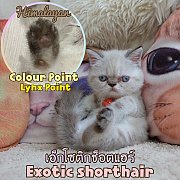 ลูกแมวเอ็กโซติกช็อตแฮร์ Exotic shorthair ขนสั้น Colour point หิมาลายัน