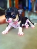 เปิดจองน้องหมาชิวาวา ราคาไม่แรงค่ะ