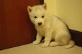 เปิดจอง ลูกสุนัข "SIBERIAN HUSKY" ขนแน่นๆ จากเมืองโอ่งครับ มีใบ Ped 