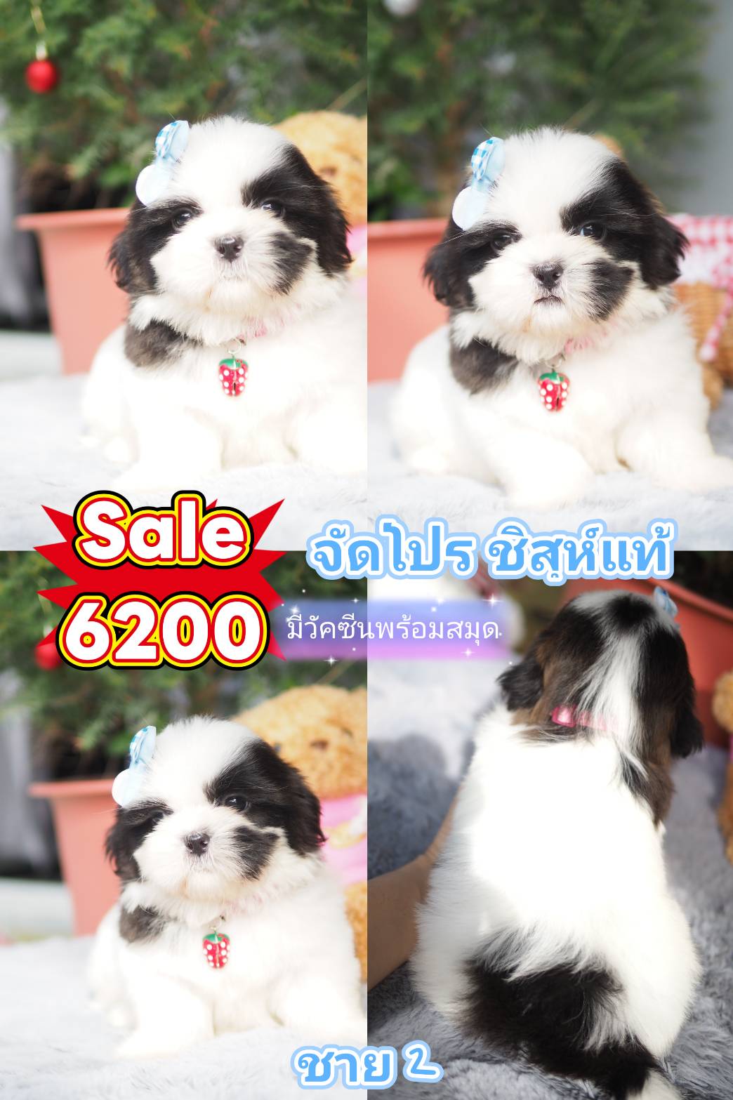 ชิสุแท้ ลดไปเลย 1800