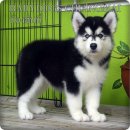 Female Siberian Husky puppies For Sale.