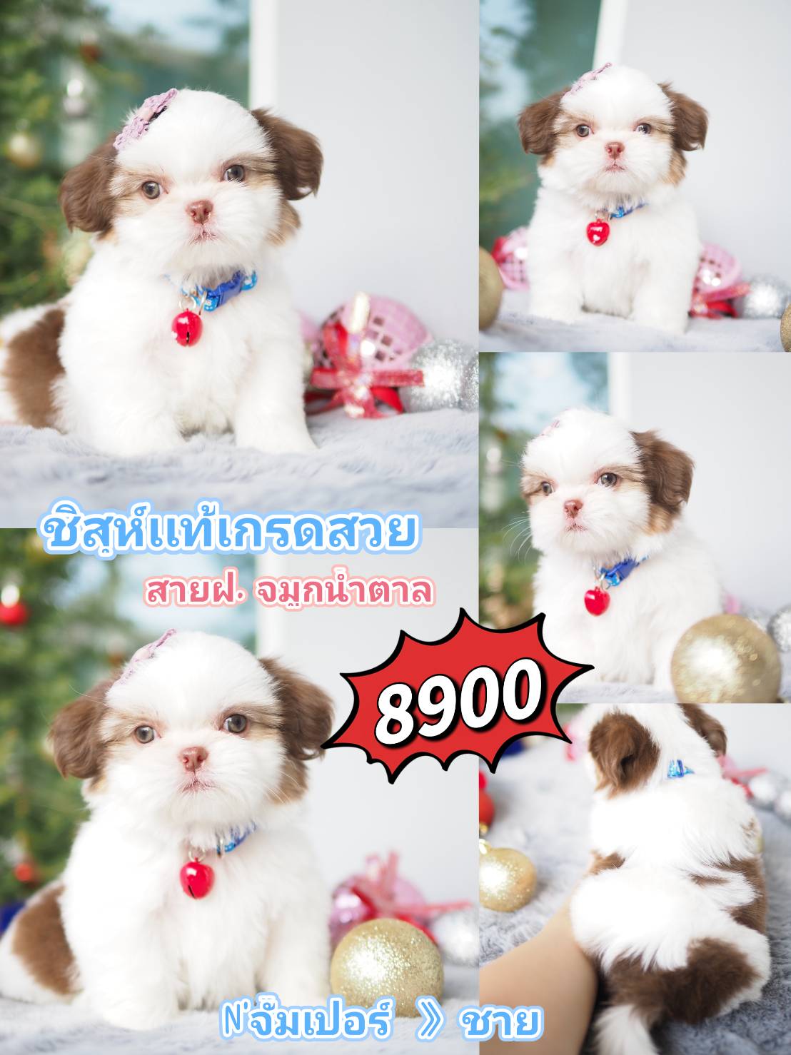 กิ๊ฟซ่าของแท้ @kibzaa เท่านั้น
