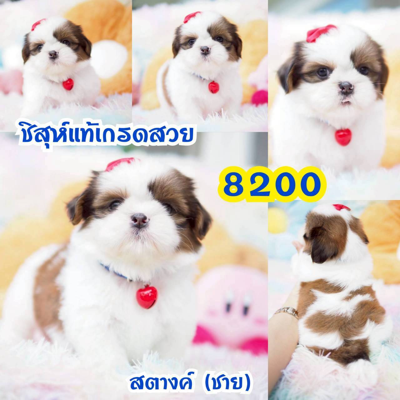 กิ๊ฟซ่า มาแล้ว มีวัคซีน ถูกและดี @kibzaa