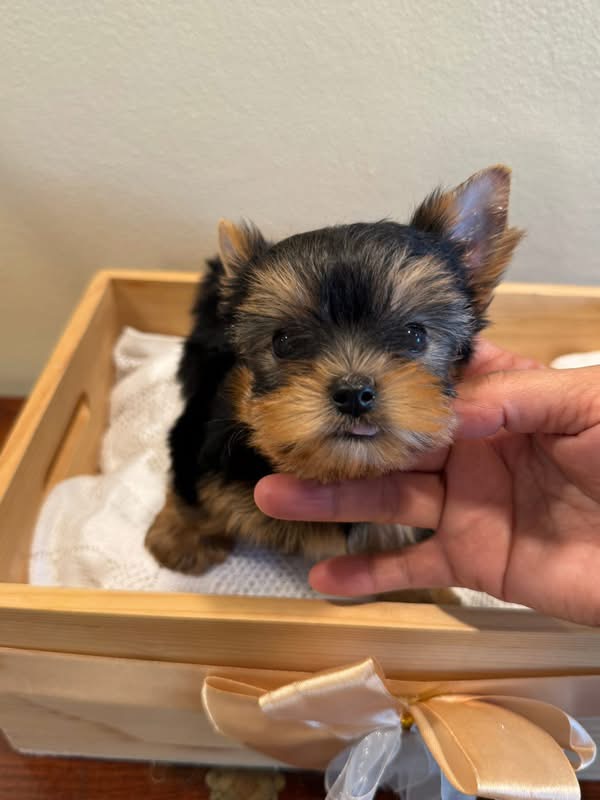 ยอร์คเชียร์เพศเมียไซด์ทีคัพ