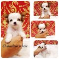 [Chihuahua Is Here] ขนยาว สีแฟนซีขาว-น้ำตาล เพศเมีย (SOLD)