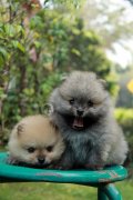 Pomeranian หน้าหมีๆปากสั่นๆขนแน่นฟูๆเปิดให้เป็นเจ้าของแล้ว