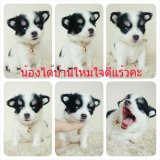 LITTLE DOG'S FARM : น้องได้บ้านใหม่ใจดีแร้วนะคร่ะ