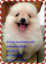 @@โ ฟ กั ส ป อ ม สี ข า ว ค รี ม ตั ว เ มี ย ร า ค า ไ ม่ แ พ ง ค่ ะ @