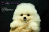 FYPOM KENNEL ขายน้อง Snowball เพศผู้ สีขาว ขนแน่น โครงสร้างดี