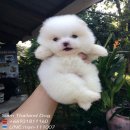 Pomeranian  หน้าหมีๆ ขนแน่นฟู ไซค์เล็ก สีขาวสำลีแท้ เพศผู้ เกรดคุณภาพ มีใบเพดดีก...