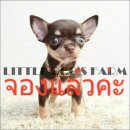 LITTLE DOG'S FARM : จองแล้วค่ะ สาวน้อยตัวเล็กจิ๋วๆ สีชอคโกแลตแอนด์แทน น่ารักๆจ้า