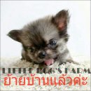 LITTLE DOG'S FARM : ย้ายบ้านแล้วค่ะ ชิวาวาขนยาว ไซด์ทีคัพ สีน้ำตาลเคลือบดำ ตัวเล...