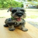 ลูกสุนัขมิเนเจอร์ ชเนาเซอร์ แท้ ๆ MINIATURE SCHNAUZER 12,000 บาทมีใบเพ็ด 