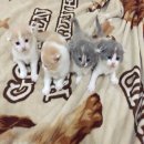 เปิดจองเด็กชาย Scottishfold สี Van Cream and white ครับ หล่อๆ