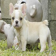 เฟรนซ์บูลด็อกลูกไทยแชมป์พยัคฆ์-หมูหวาน น้อง3เพศเมีย พร้อมย้าย มีคลิป อัพเดต23-6