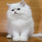 ลูกแมวเปอร์เซียสีขาว เพศชาย