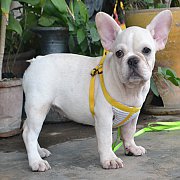 French bulldog เพศเมียสีครีม ฟอร์มจัด น้องสวยมากค่ะ