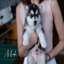 ลูกสุนัข siberian husky