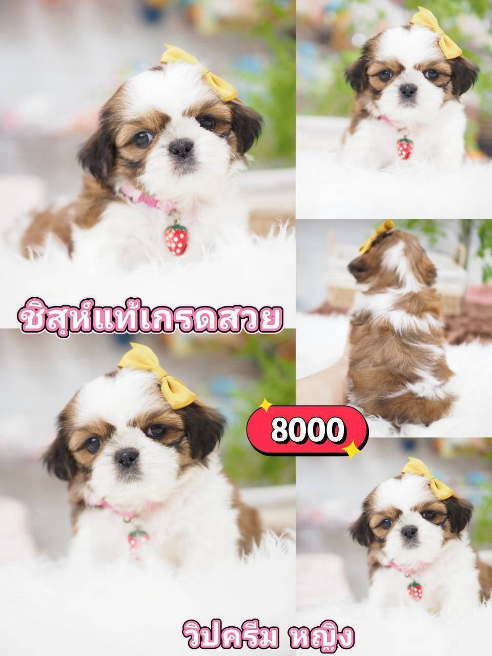 ชิสุห์แท้