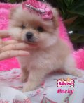 Babydoll Kennel>>ดญ โรส ปอมเพศเมีย สีครีม น่ารักๆ 