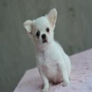 ★^-^*★ WWW.WOWWCHIHUAHUA.COM★^-^*★.... ชิวาวาเพศเมียขนยาวสีขาวครีม หน้าสั้นหัก น...