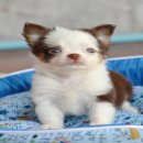 ★^-^*★ WWW.WOWWCHIHUAHUA.COM★^-^*★.""น้องฝันดี" ชิวาวาเพศเมียขนยา...