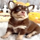 ★^-^*★ WWW.WOWWCHIHUAHUA.COM★^-^*★." น้องลูกชิ้น ชิวาวาเพศเมีย ขนยาว สีชอคโ...