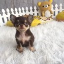 ★^-^*★ WWW.WOWWCHIHUAHUA.COM★^-^*★." น้องโจลี่ ชิวาวาเพศเมีย ขนยาว สีชอคโกแ...