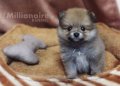 Millionaire Kennel:น้อง"Mary"แมรี่..ลูกปอม สายเลือดAmerican เพศเมีย สี...