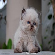  ลูกแมว หิมาลายัน ตาสีฟ้า เพศชาย