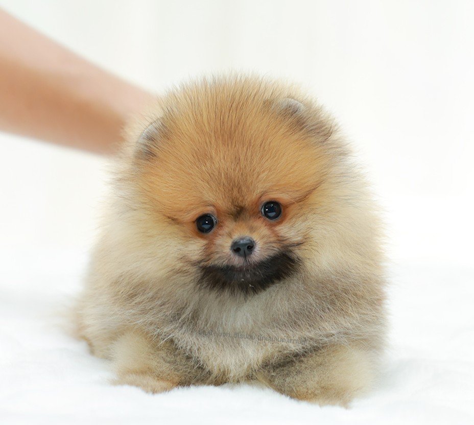 ปอมแท้ ปอมหน้าหมี HRM-10798 เพศชาย สีส้ม ตัวจิ๋วตัวเล็ก แก้มอ้วน น่าฟัดมาก ๆ ตอน...