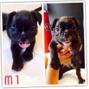 ขาย ลูกสุนัข พันธุ์ French Bulldog เพศผู้ 