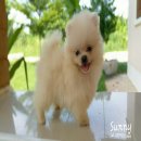 Pomeranian for sale ปอมเมอเรเนี่ยนสีขาว ผู้1 เมีย1 สวย จัดส่งได้ 