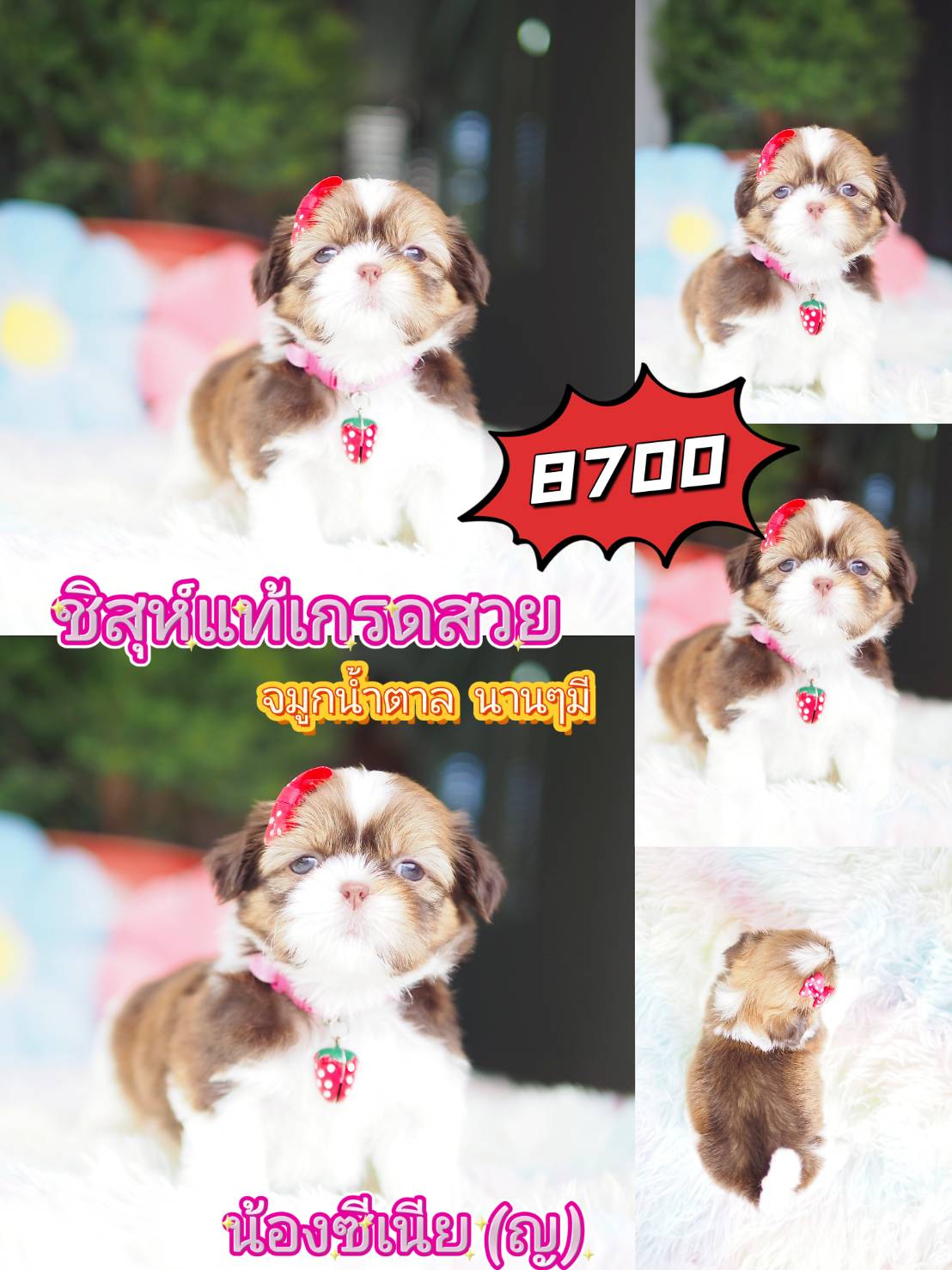 กิ๊ฟซ่า ชิสุห์ ส่วนลด รออยู่คะ