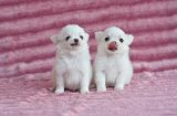 ★^-^*★ WWW.WOWWCHIHUAHUA.COM★^-^*★.... 2 พี่น้องขนยาวสีขาว ขนแน่นน่ารัก