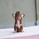 ★^-^*★ WWW.WOWWCHIHUAHUA.COM★^-^*★.. หนูจิ๋ว ชิวาวาเพศเมียสีชอคโกแลตแทน มาร์กกิ้...