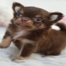 ★^-^*★ WWW.WOWWCHIHUAHUA.COM★^-^*★.น้องเอลซ่า ชิวาวาเพศเมีย ขนยาว สีชอคโกแลตแทน...