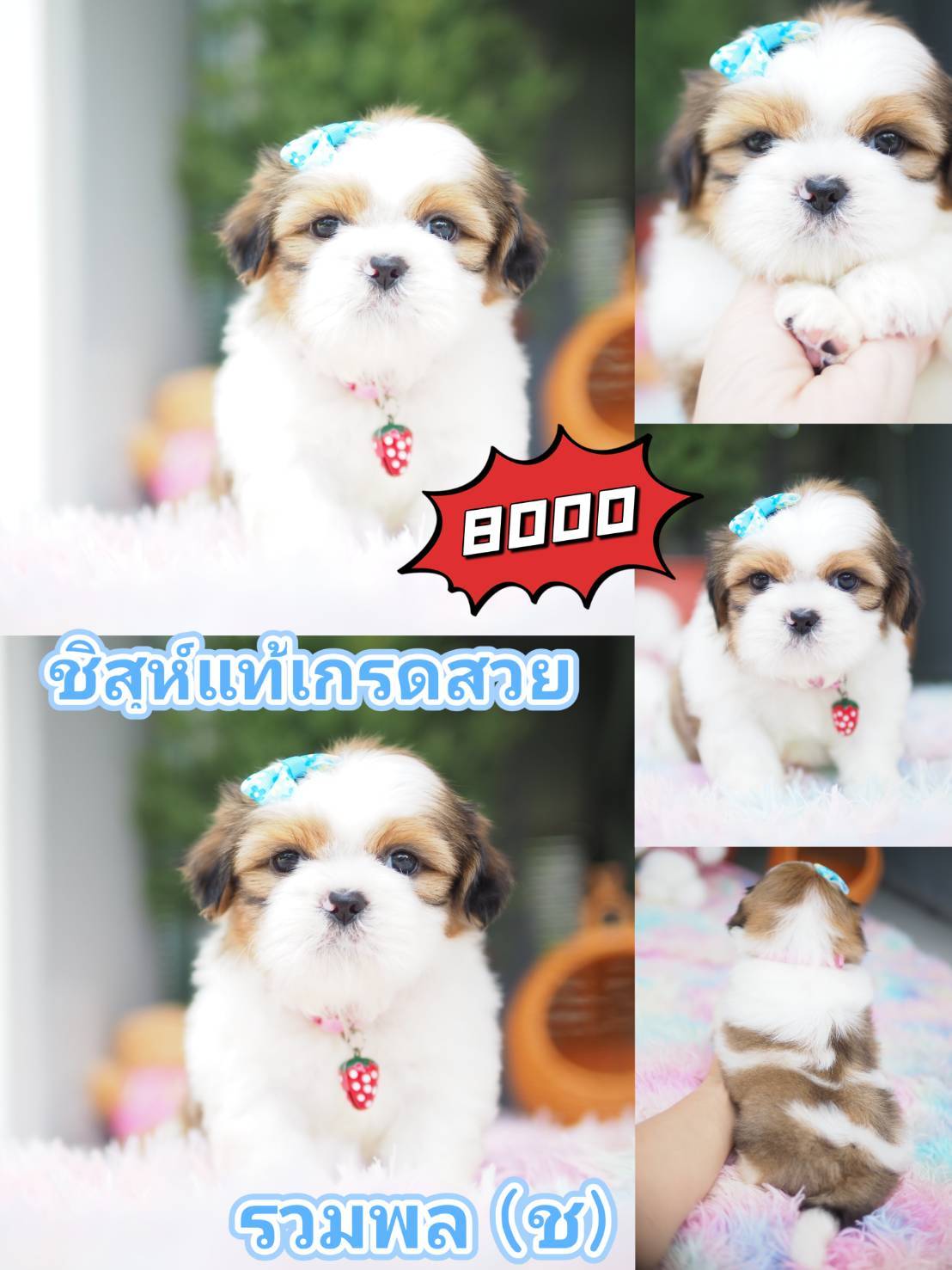 กิ๊ฟซ่ามาแล้ว