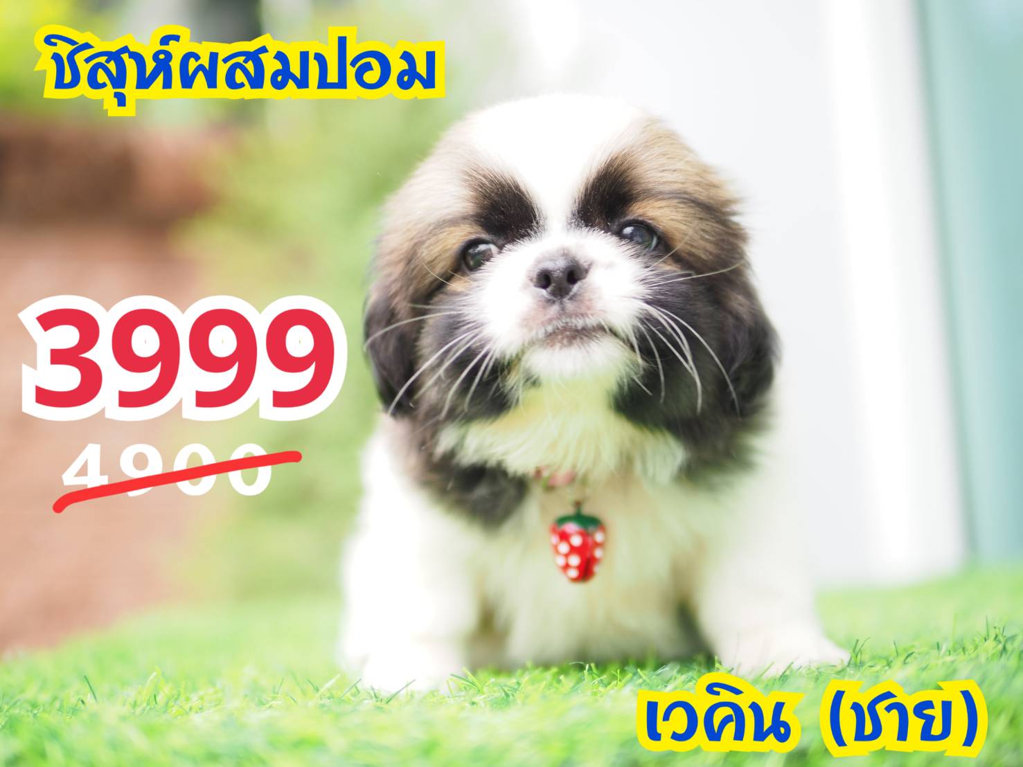 ชิสุห์ปอม