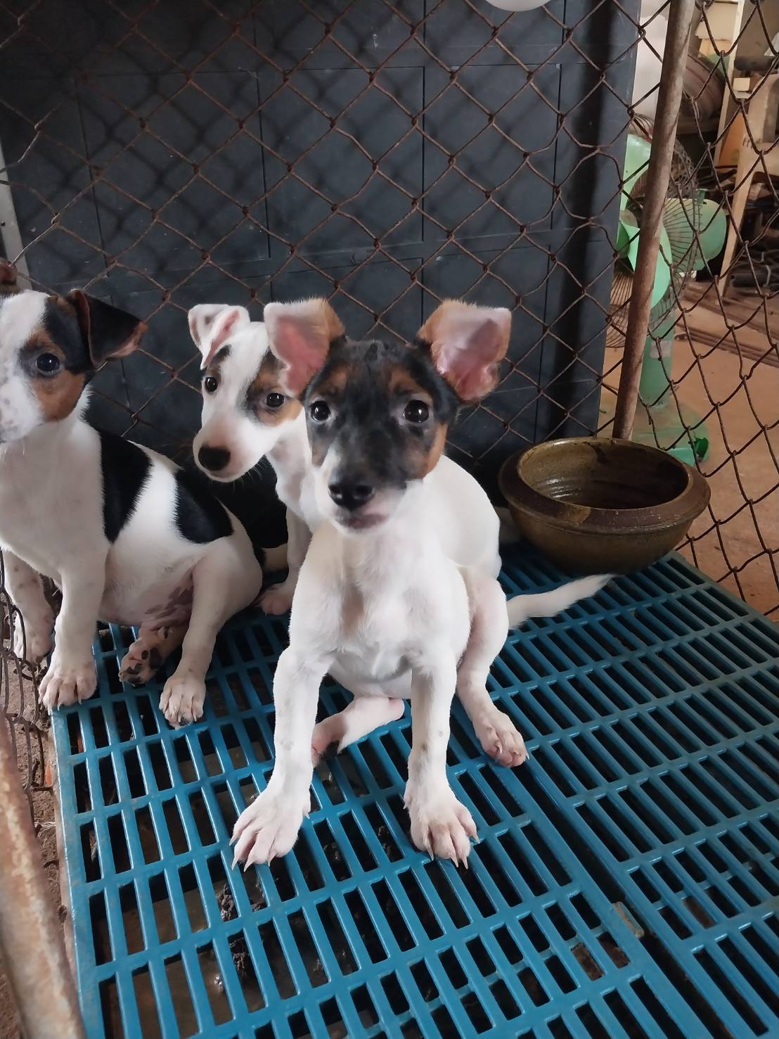 ลูกสุนัขแจ๊ครัสเซลล์พันธุ์แท้ ตัวละ 3000 บาทครับ